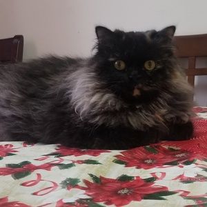 Meet your Posher, Carina